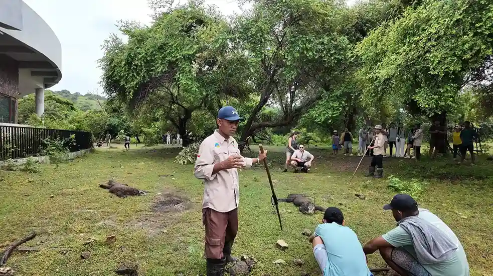 Are the Dragons Different on Rinca and Komodo?