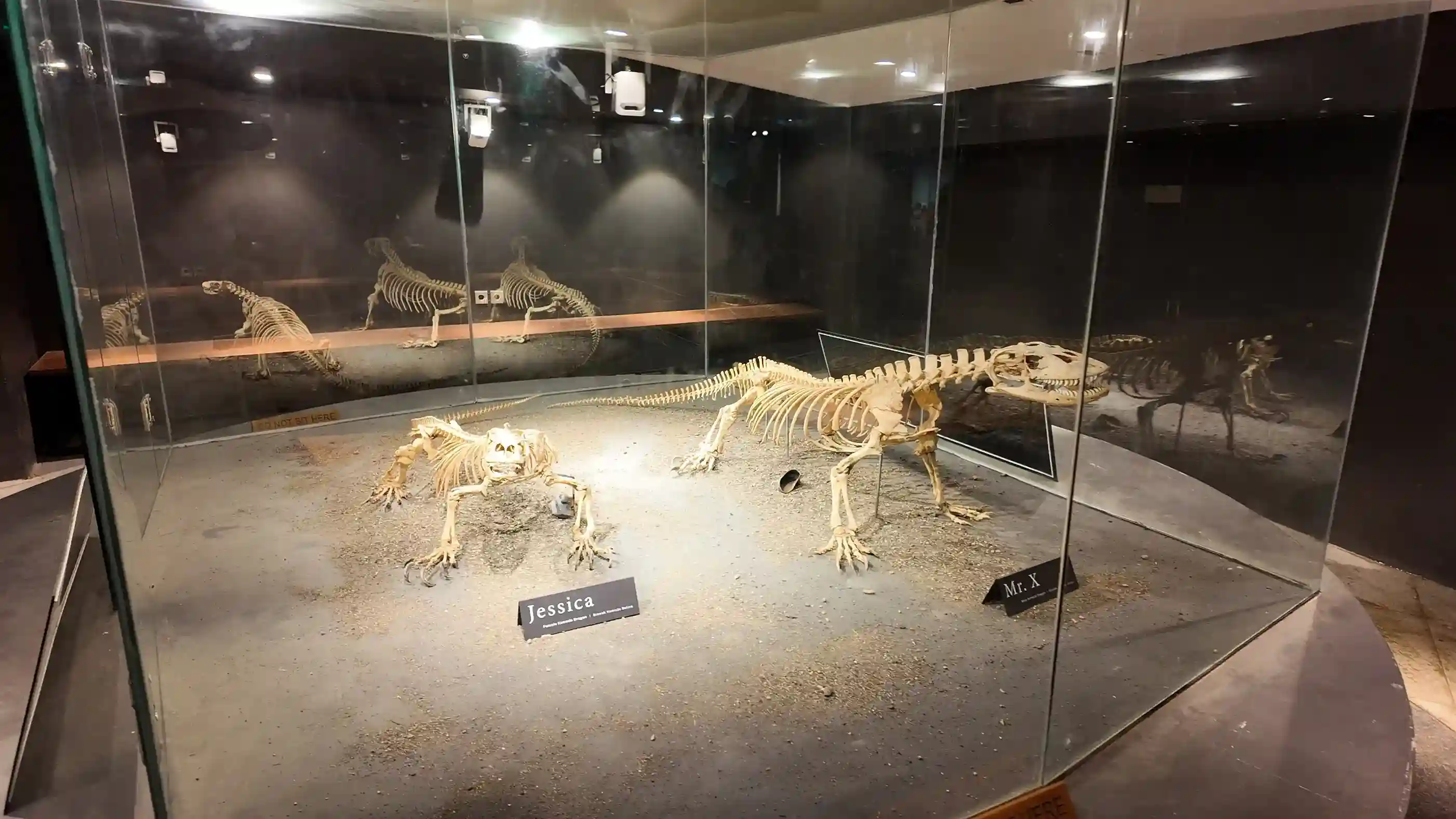 Rinca vs Komodo Island: Side-by-Side Comparison