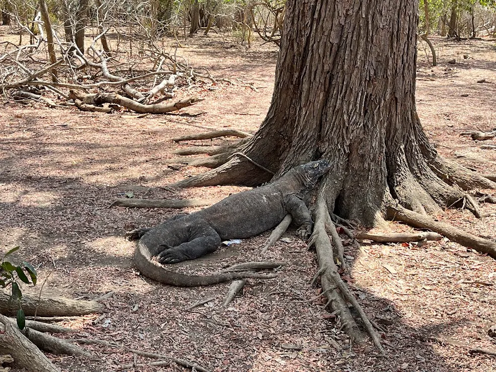 One Day on Rinca: The Dragon-Focused Itinerary