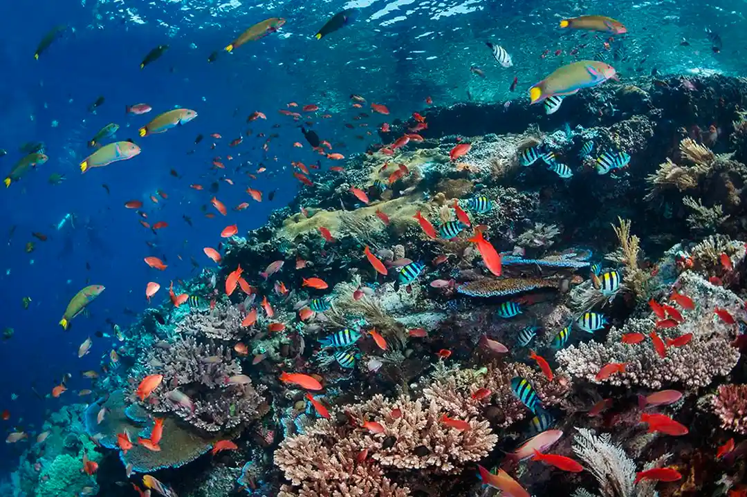 Diving Around Rinca: Castle Rock, Crystal Rock, Batu Bolong