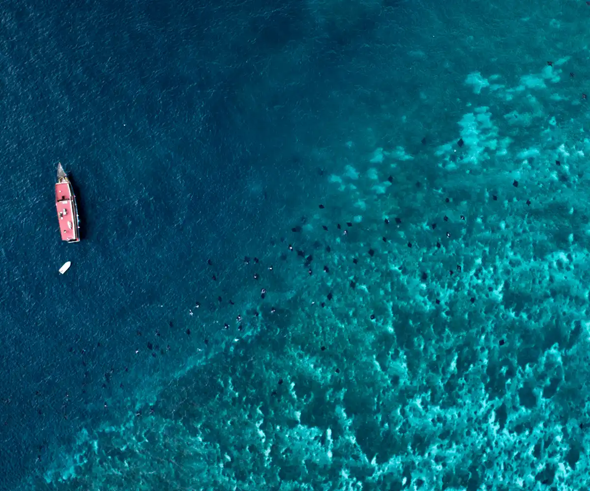 Manta Point & Reef Snorkelling on a Rinca Trip