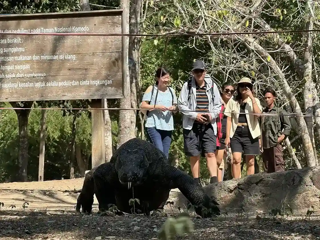 Dragon Sighting Odds: Rinca Island vs Komodo Island
