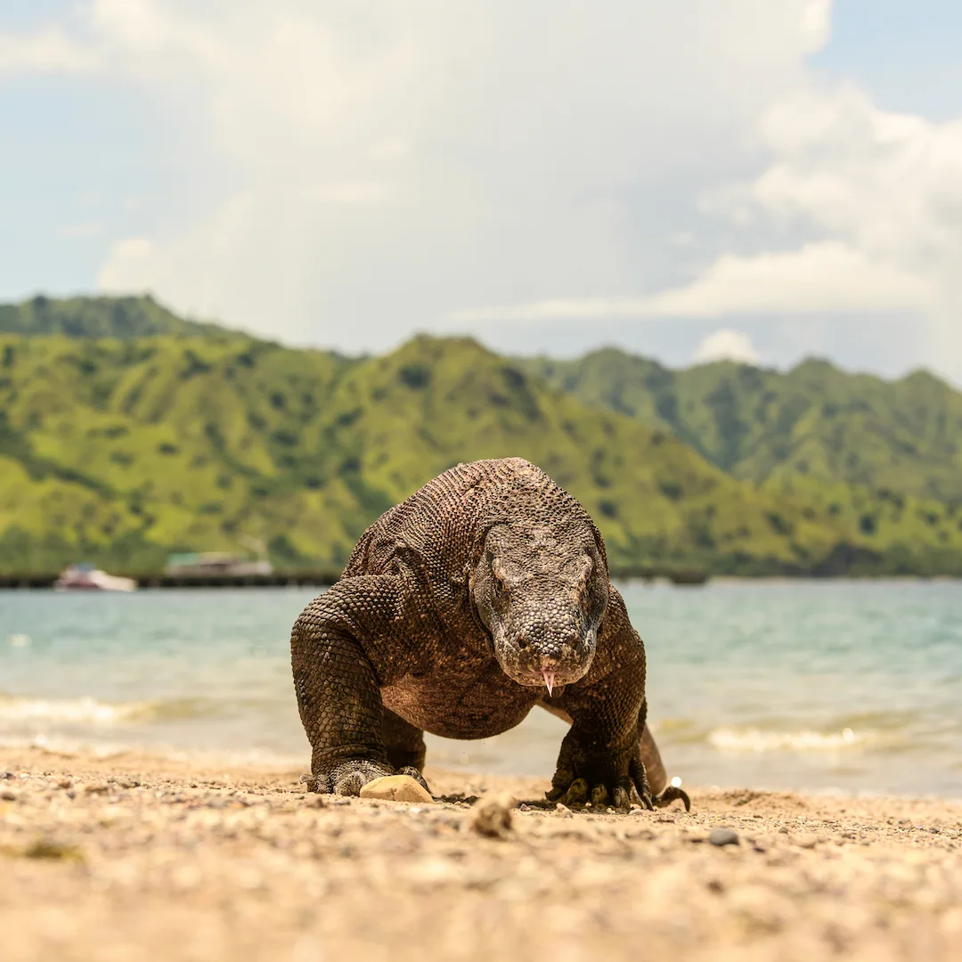 Rinca Island’s Evolving Tourism Landscape