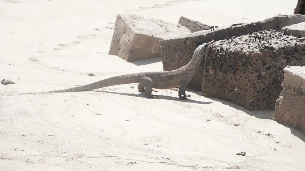 The Future of Eco-Tourism on Rinca Island