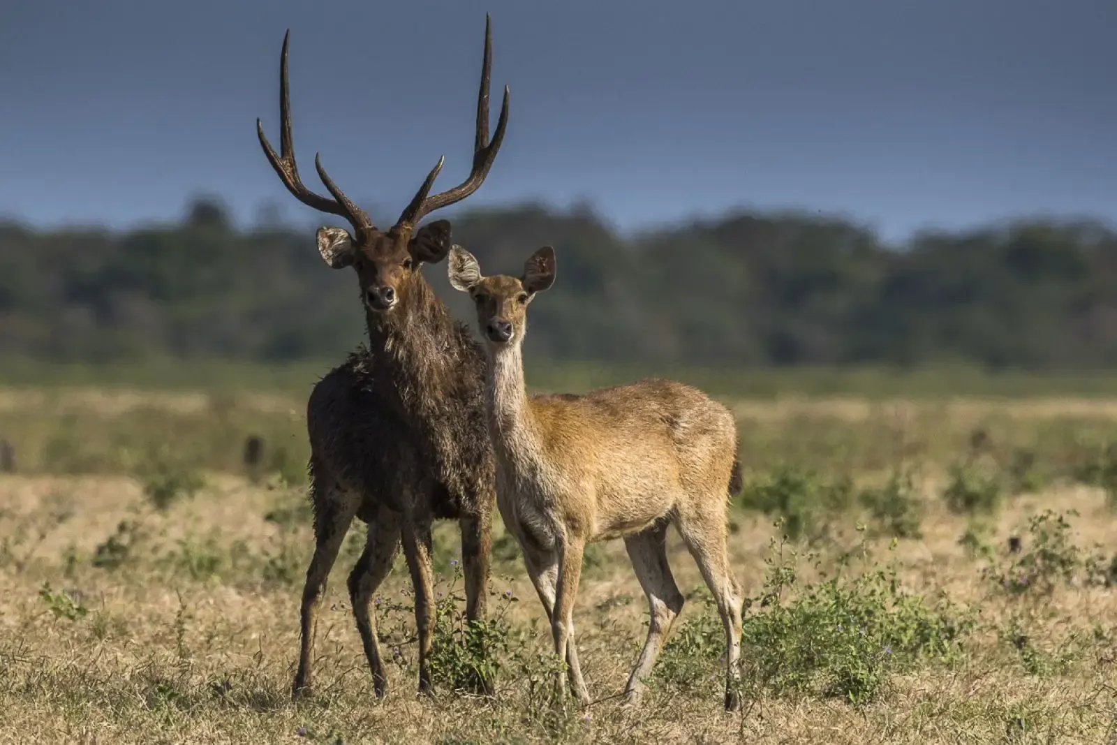 Buffalo, Deer & the Rinca Food Chain