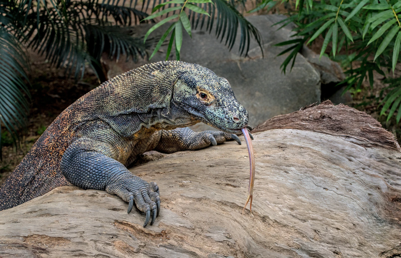 Close-up of a Komodo dragon on a fallen log, flicking its long forked tongue