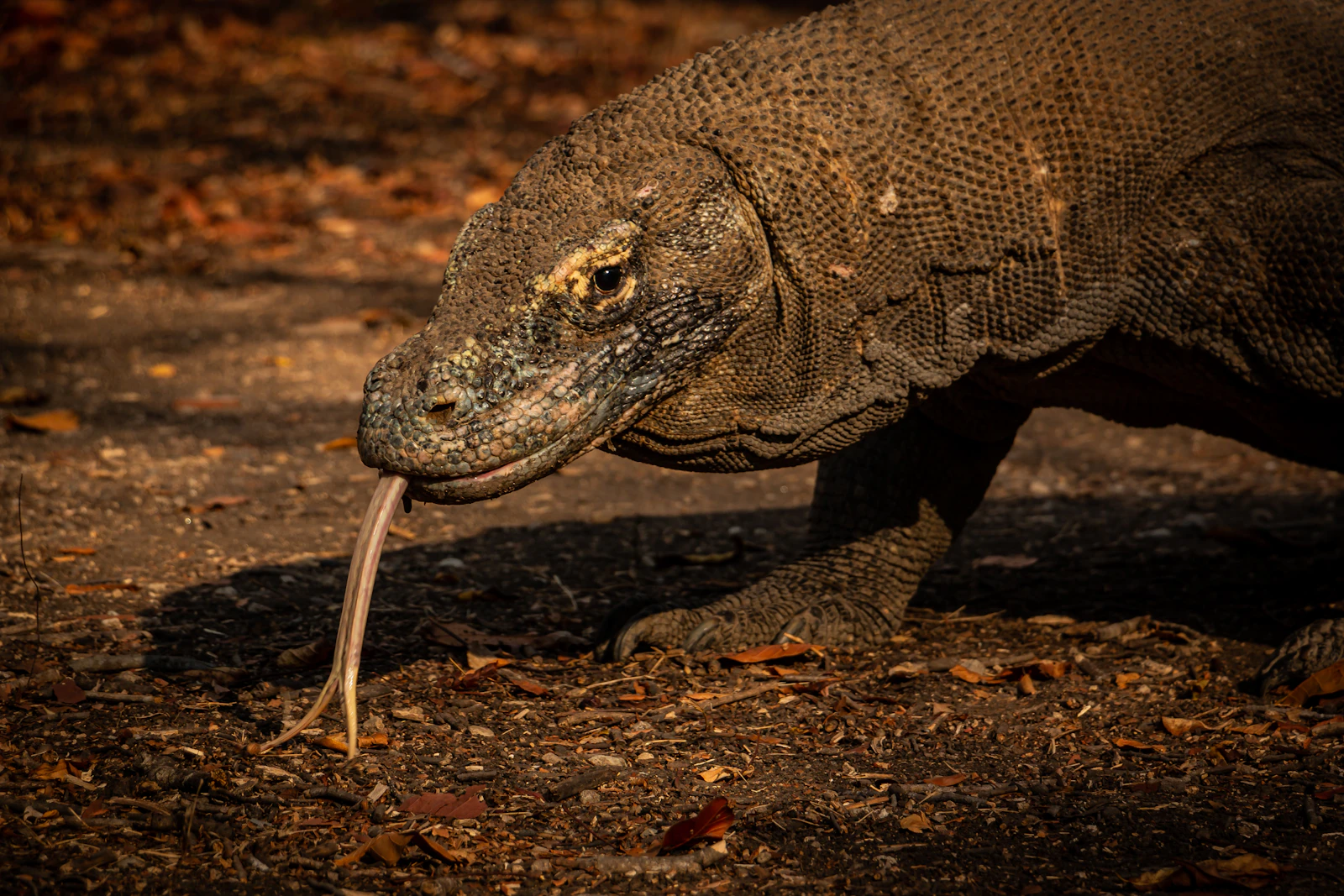 Dragon — a lizard with a long neck