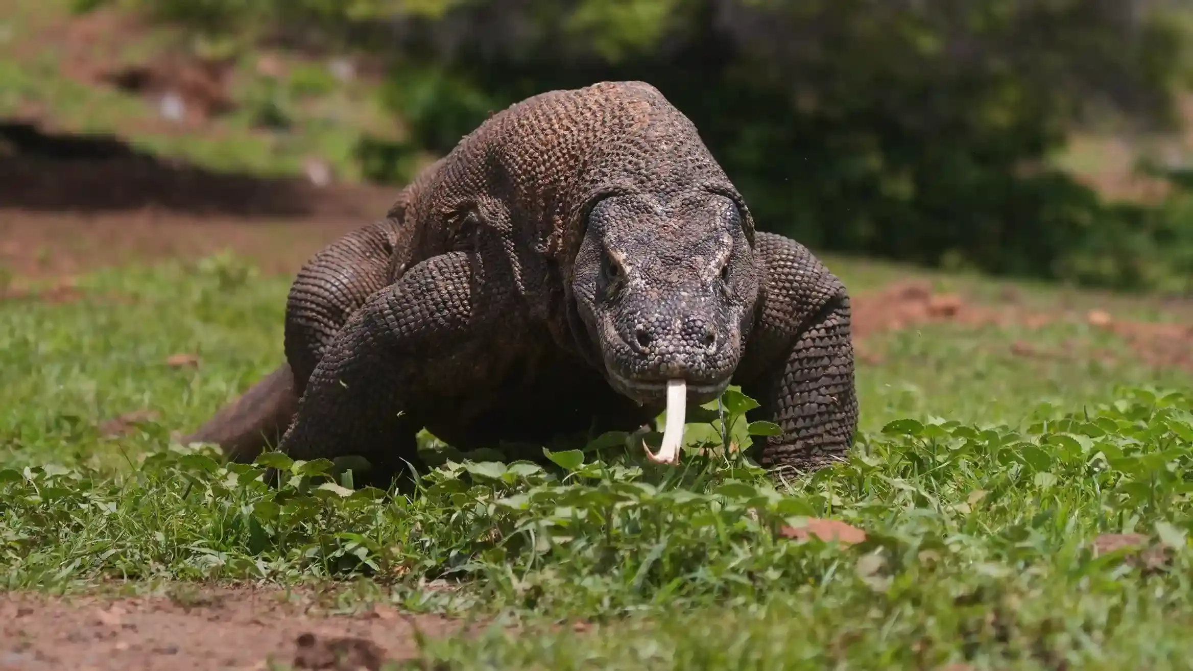 Close-up of a Komodo dragon in the grass with its forked tongue extended, scenting the air